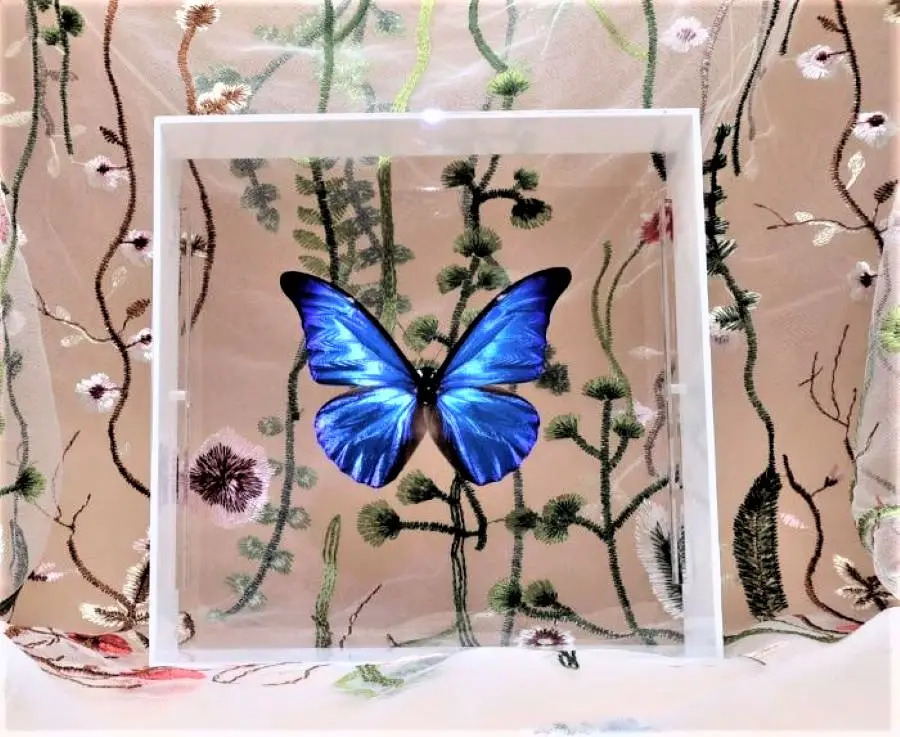 アドニスモルフォ 蝶 標本 エルアイエス社 アドニスモルフォ 蝶 標本 エルアイエス社 - メルカリ